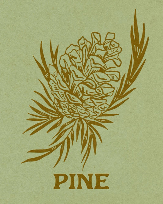 11x14 Pine Print