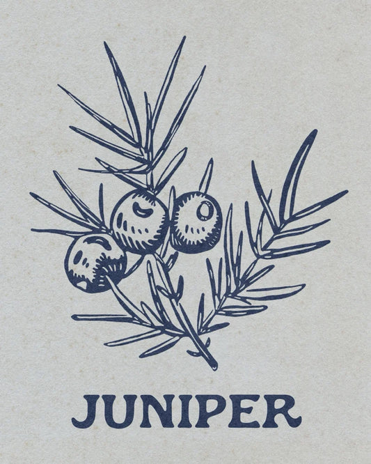 11x14 Juniper Print